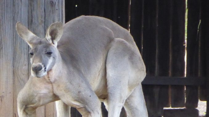 australie