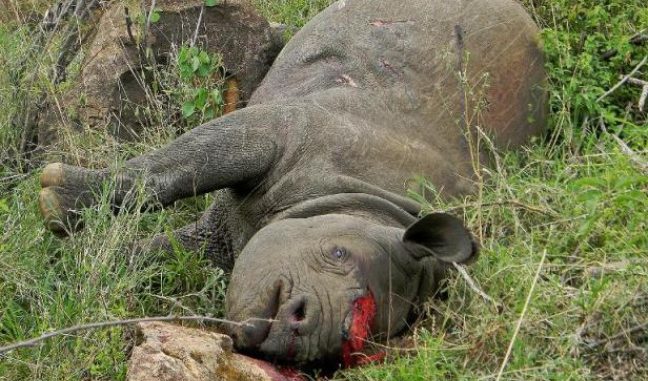 648x415_rhinoceros-tue-kenya-parc-lewa-19-novembre-2013