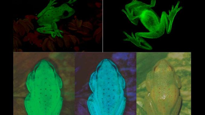 fb009fab0f_104322_fluorescence-grenouille