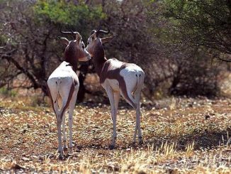 biodiversité Maroc