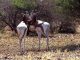 biodiversité Maroc