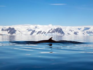 La vie secrète des baleines