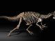 Le squelette du dinosaure "Zarafasaura Oceanis" restitué au Maroc