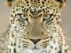 South-africa-leopard-
