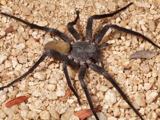 La Califorctenus Cacachilensis
