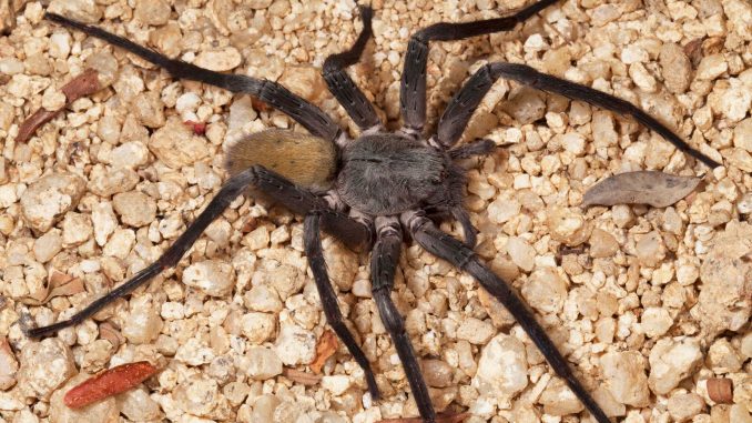 La Califorctenus Cacachilensis La Califorctenus Cacachilensis