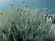 Blanchiment de la grande barrière de corail-Australie