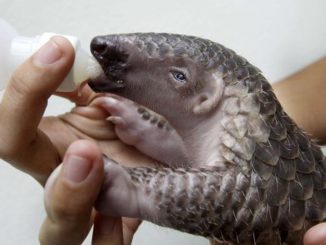 Saisie de pangolins en Chine