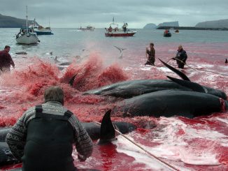 La chasse aux baleines