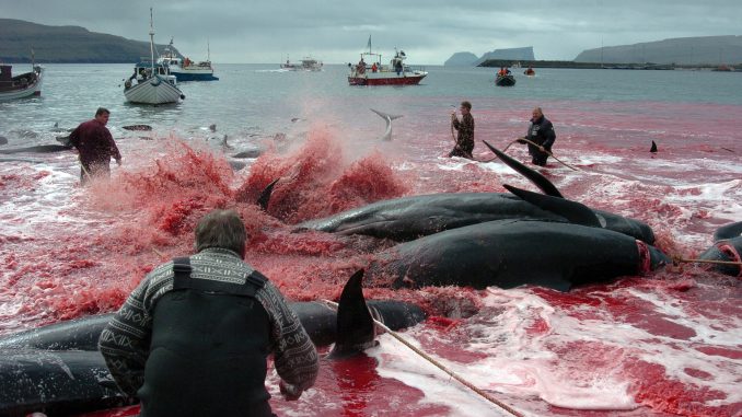 La chasse aux baleines