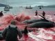 La chasse aux baleines