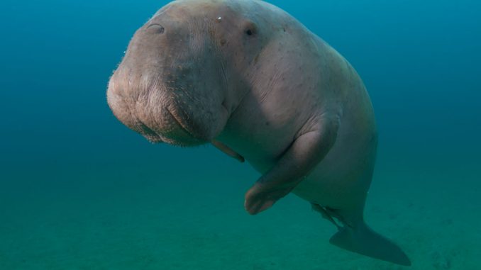 les dugongs menacés de disparition par le braconnage selon l'ONG WWF les dugongs menacés de disparition par le braconnage selon l'ONG WWF
