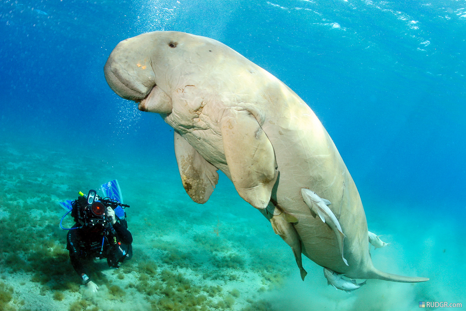 Nouvelle-Calédonie: Les dugongs menacés de disparition par le