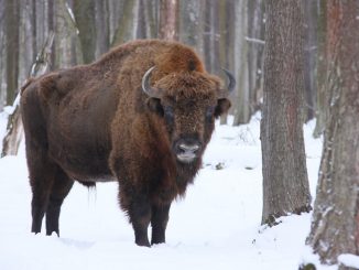 Le bison d'Europe