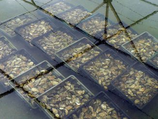 Levée de l’interdiction du ramassage et de la commercialisation des coquillages