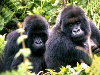 Primates Africains
