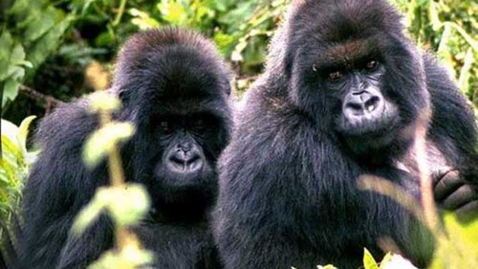 Primates Africains