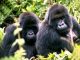 Primates Africains