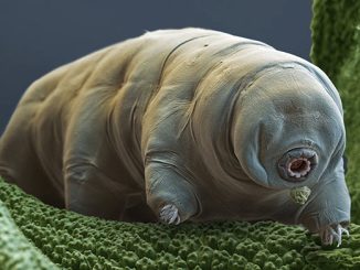 Le tardigrade