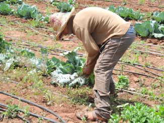 Agriculture solidaire : Lancement de plusieurs projets dans l'oriental