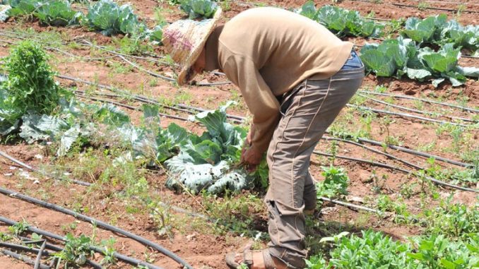 Agriculture solidaire : Lancement de plusieurs projets dans l'oriental