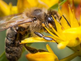 L'apiculture à l'honneur dans le cadre du programme IPAMed