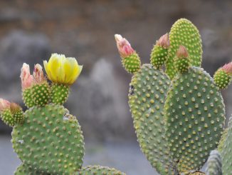 Fleurs du cactus Figuier de Barbarie