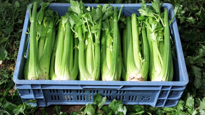 Le céleri, un remède traditionnel et naturel