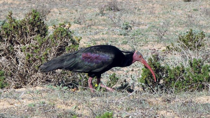 L’Ibis chauve (Geronticus eremita) est une espèce d’oiseau rare et menacée d’extinction L’Ibis chauve (Geronticus eremita) est une espèce d’oiseau rare et menacée d’extinction