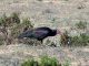 L’Ibis chauve (Geronticus eremita) est une espèce d’oiseau rare et menacée d’extinction