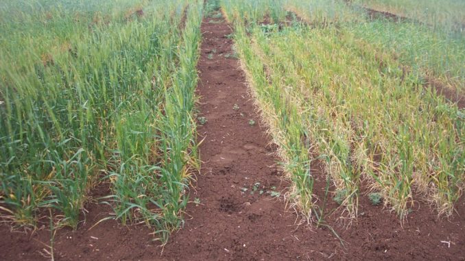 Maroc : Le CESE salue les efforts deployés en termes de lutte contre le stress hydrique Maroc : Le CESE salue les efforts deployés en termes de lutte contre le stress hydrique