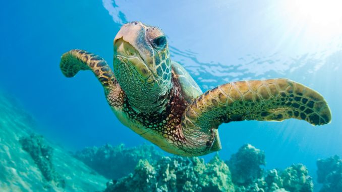 green-sea-turtle-swimming