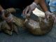 Biodiversité: 101 pangolins vivants saisis sur un bateau en Indonésie