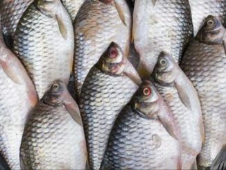 Le virus du tilapia perturbe le marché du poisson au Bénin