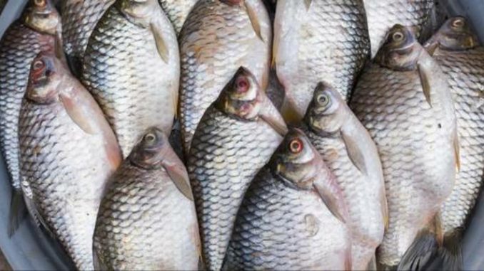 Le virus du tilapia perturbe le marché du poisson au Bénin