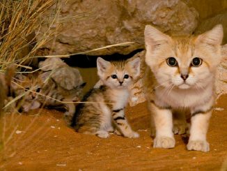 Biodiversité :A la rencontre du Chat des sables au Jardin Zoologique National de Rabat