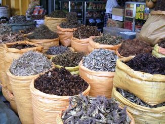 Taroudant accueille son 1er festival des plantes médicinales et aromatiques