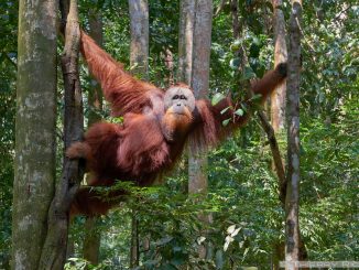Découverte d'une nouvelle espèce rare d'orang-outan en Indonésie