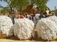 Bénin : lancement d’un projet de transition agro-écologique en zones cotonnières