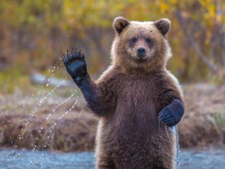 Russie: des contrebandiers arrêtés avec une tonne de pattes d'ours