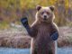 Russie: des contrebandiers arrêtés avec une tonne de pattes d'ours