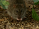 Paris : De plus en plus de rats envahissent la capitale