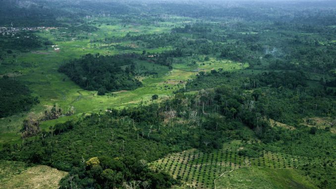 La Côte d’Ivoire perd 200.000 hectares de forêts chaque année