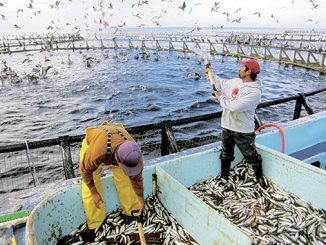 La FAO et l'ANDA organisent un atelier pour le développement durable de l'aquaculture au Maroc