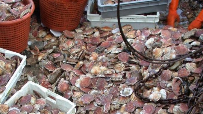 Des coquillages toxiques dans les régions de Tétouan/Chefchaouen