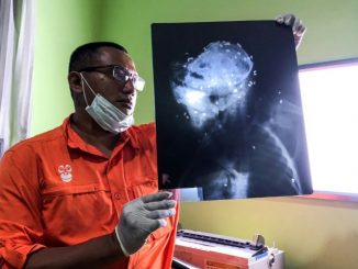 Indonésie: un orang-outan retrouvé mort criblé de balles