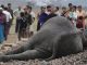 Inde : quatre éléphants tués dans une collision avec un train