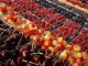 Larache : L’ouverture du 2ème festival des fruits rouges est reportée au 22 mars