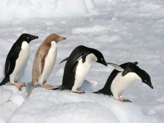 Biodiversité : Un groupe de 1,5 million de manchots Adélie découvert en Antarctique