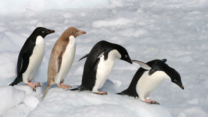 Biodiversité : Un groupe de 1,5 million de manchots Adélie découvert en Antarctique Biodiversité : Un groupe de 1,5 million de manchots Adélie découvert en Antarctique